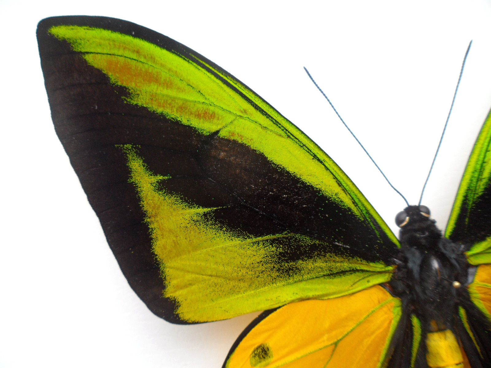 ORNITHOPTERA GOLIATHU SAMSON MALE RED ABERRATION ARFAK INDONESIA2 (Internet Image property of respective owner, non-commercial use only)